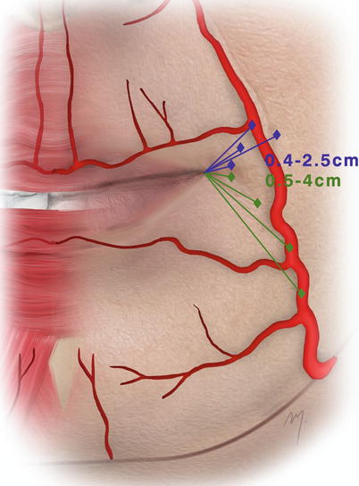 superior and interior labial artery
